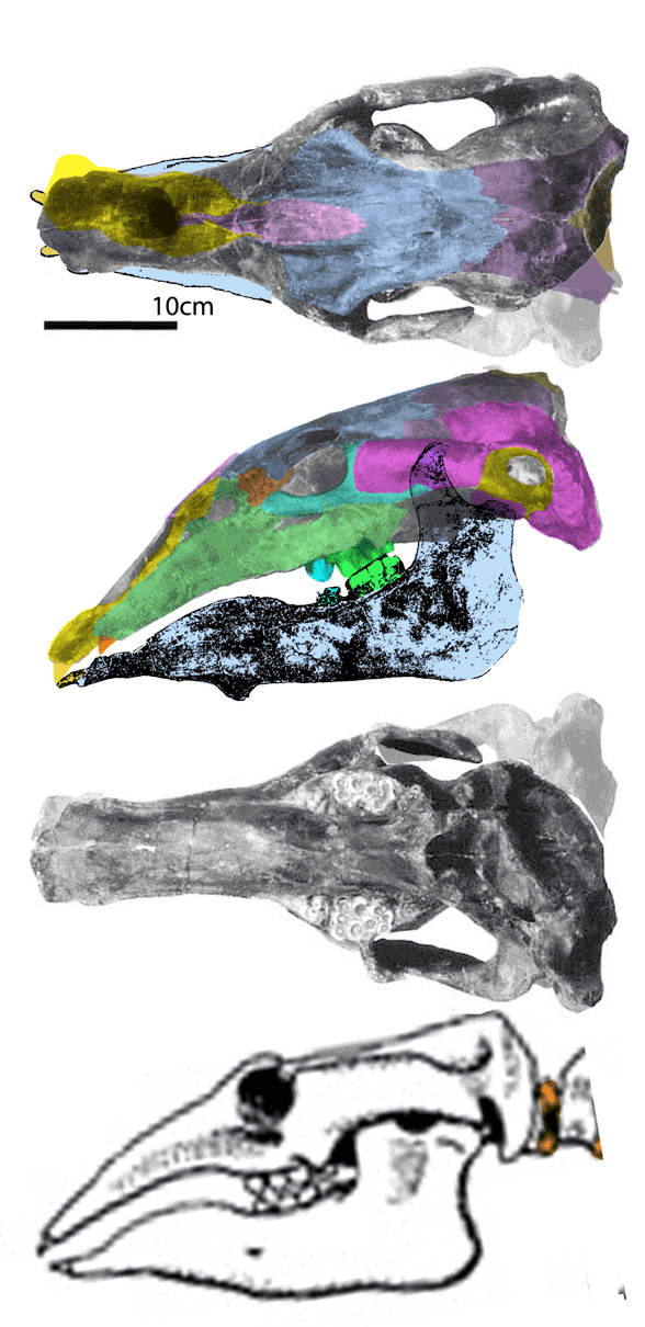 Desmostylus skull with baleen