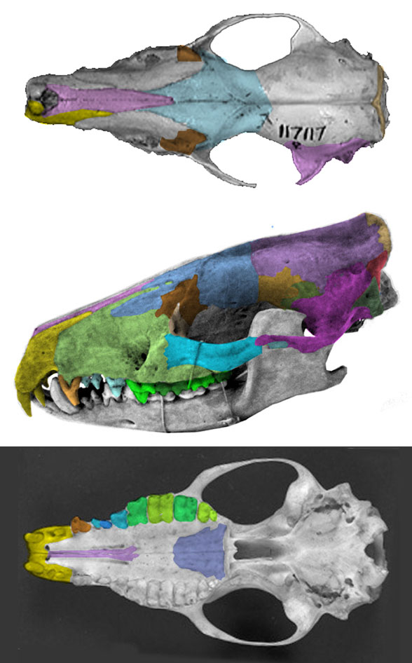 Echinosorex skull