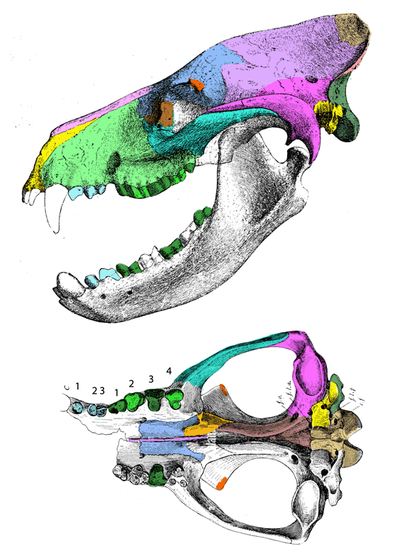 Mesonyx skull