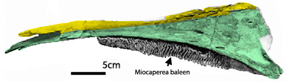 Miocaperea baleen