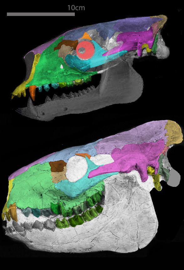 Phenacodus skull restored alongside Merycoidodon