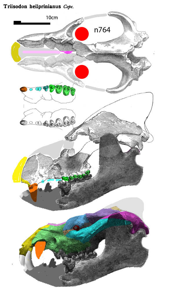 Triisdon skull compared