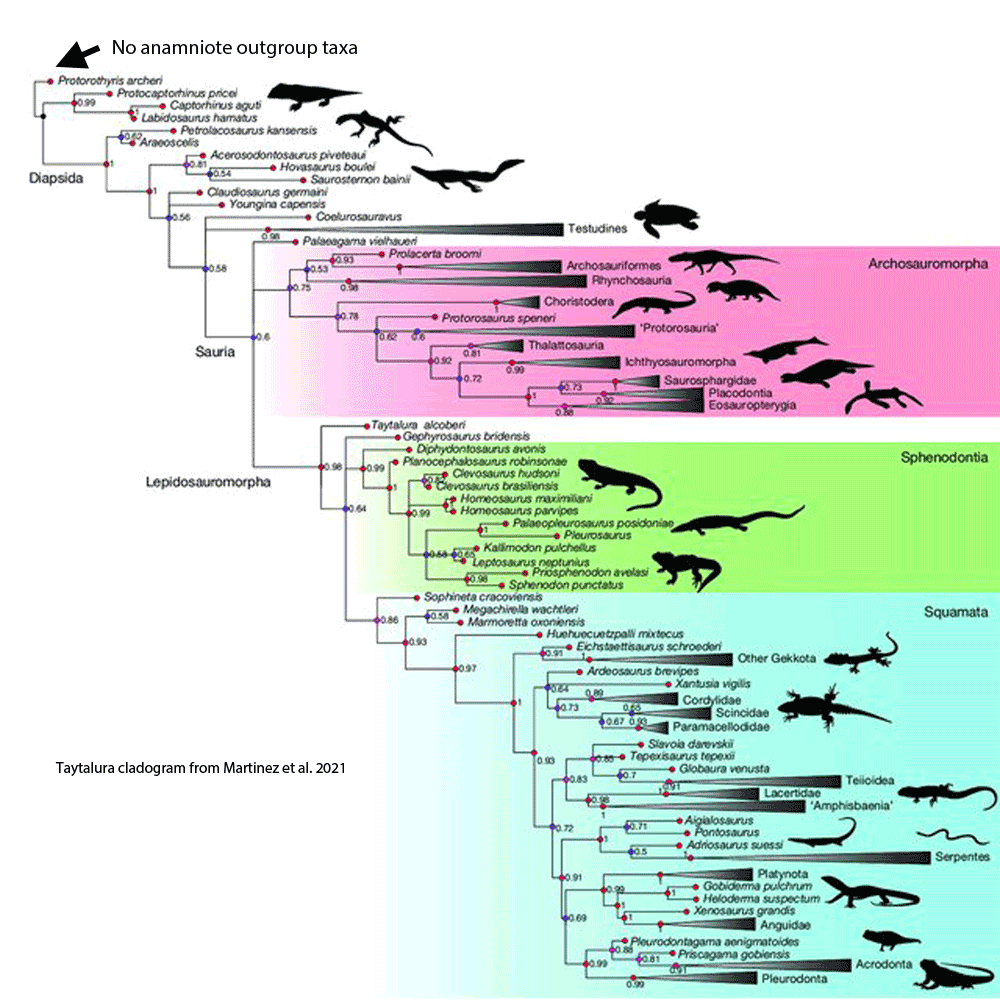 Taytalura cladogram 1000