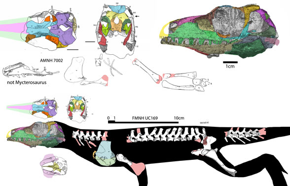 Mycterosaurus holotype