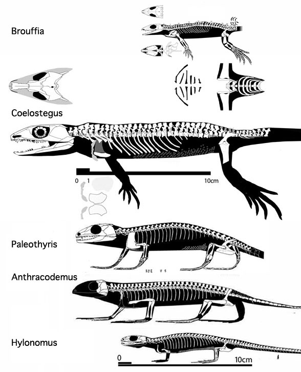 Coelostegus to Hylonomus to scale