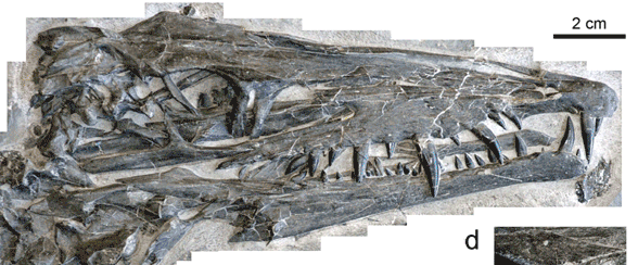 Litorosuchus skull animation