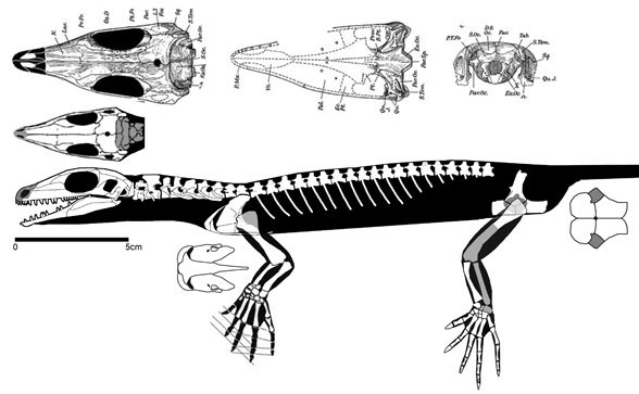 Millerosaurus skeleton