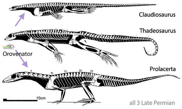 Thadeosaurus, Prolacerta and Claudiosaurus to scale