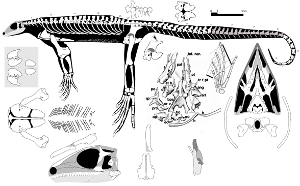 Thadeosaurus