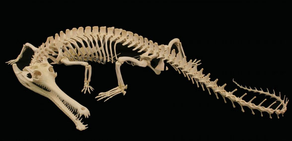 Gavialis skeleton