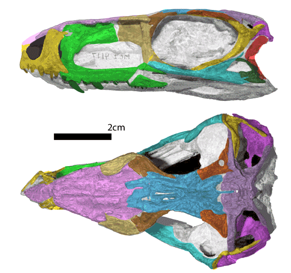 Gracilisuchus skull