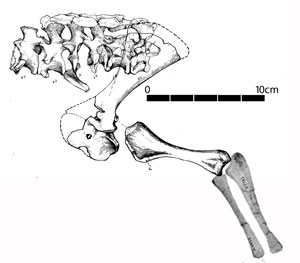 Halazhaisuchus