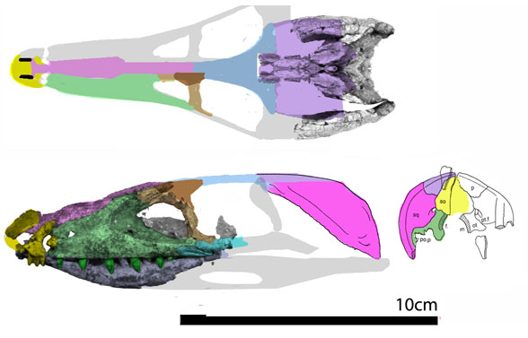 Kayentasuchus skull restoration