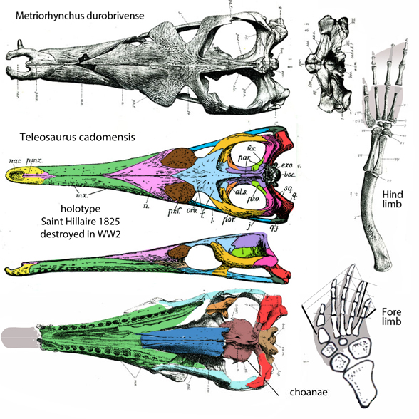 Metriorhynchus skulls