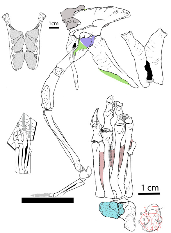 PVL1045 not Gracilisuchus
