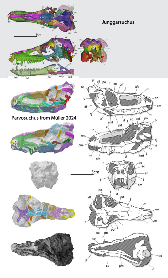 Parvosuchus compared to Junggarsuchus