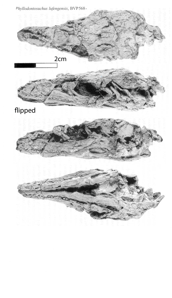 Phyllodontosuchus