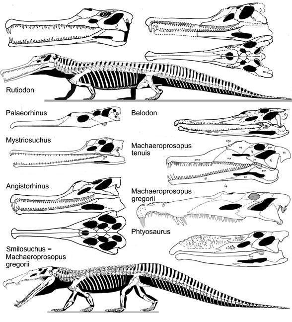 Rutiodon, Phytosaurus and other parasuchians
