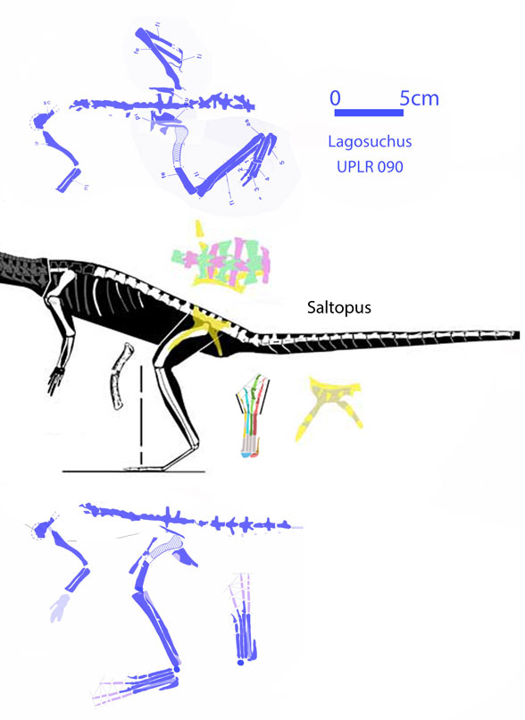 Saltopus and Lagosuchus