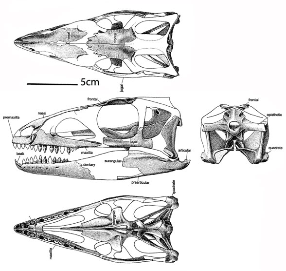 silesaurus skull