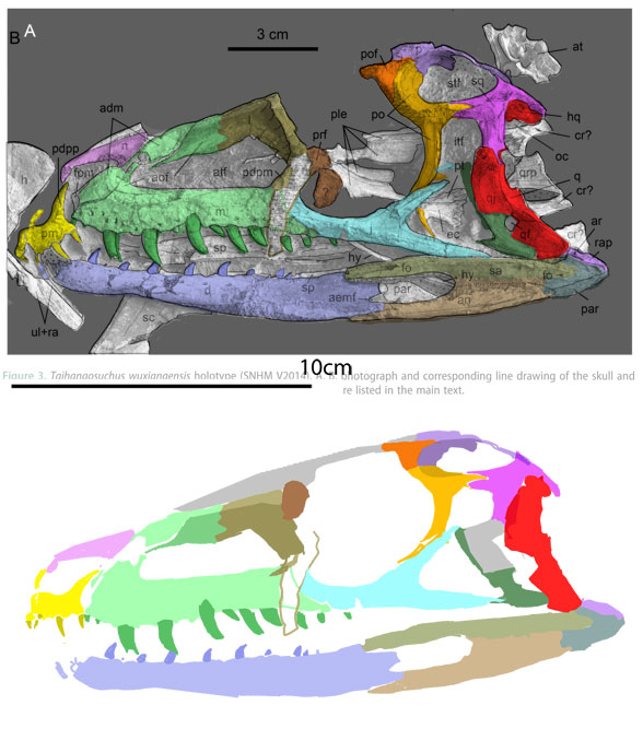 Taihangosuchus skull