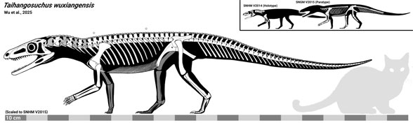 Tiahangosuchus skeleton