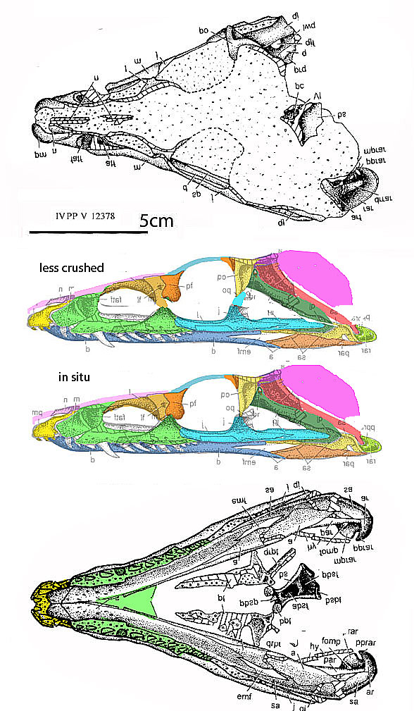 Yonghesuchus skull diagram