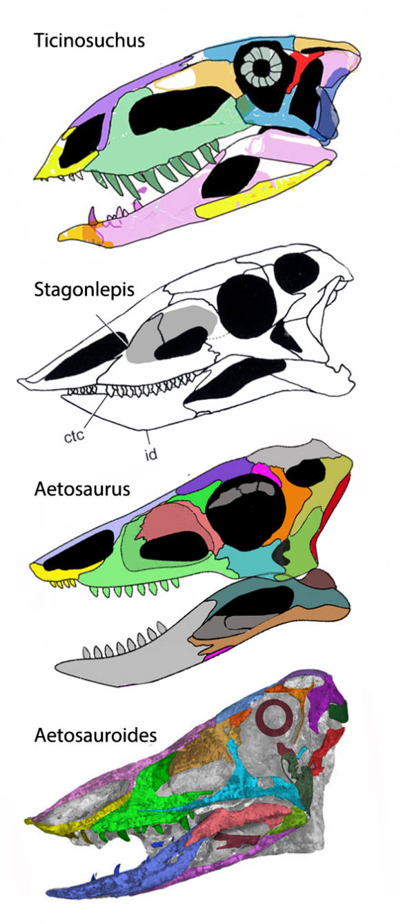 Aetosaur evolution