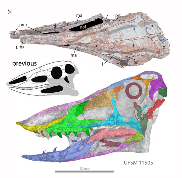 aetosauroides skull