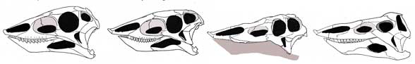 Aetosaurus, Stagonolepis, Typothorax, Desmatosuchus