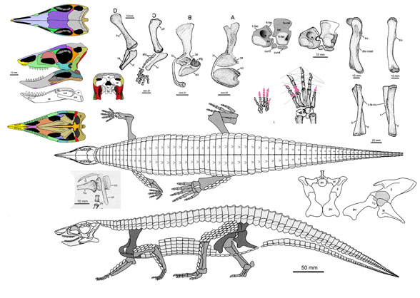 Aetosaurus