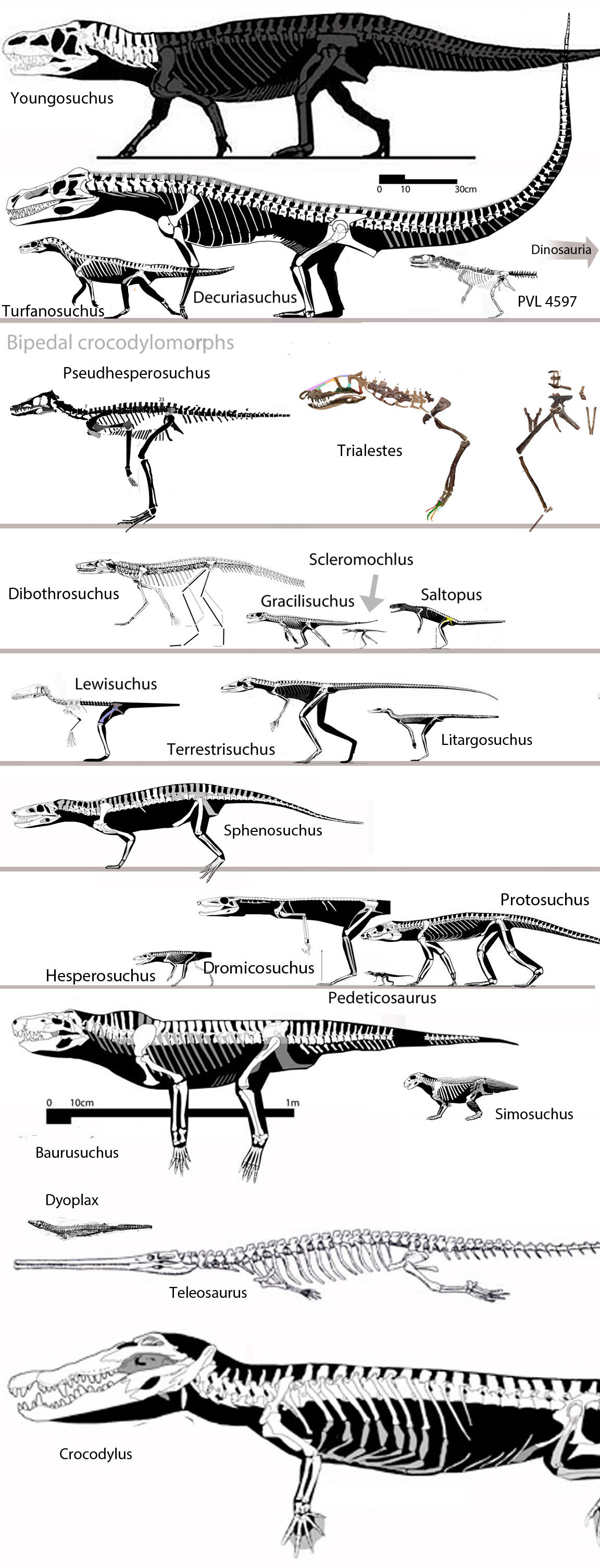 Basal crocodylomorpha