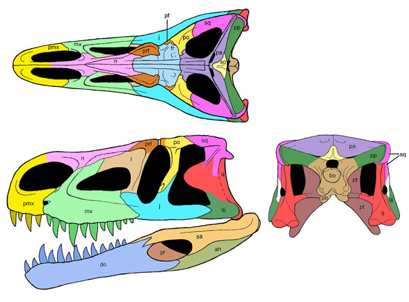 Batrachotomus skull