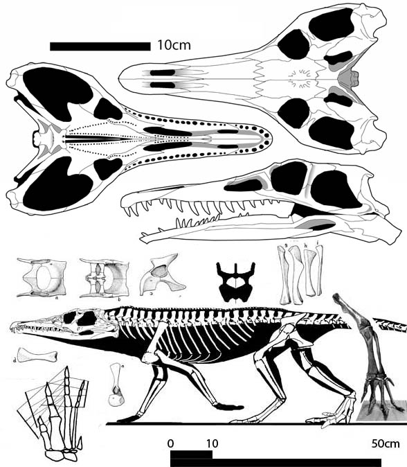 Chanaresuchus