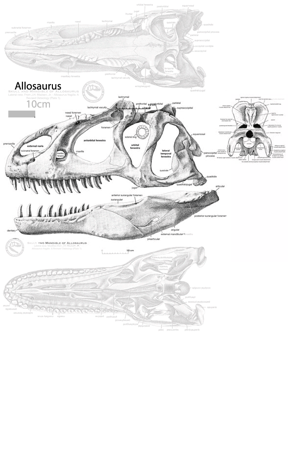 Allosaurus skull compared to Giganotosaurus