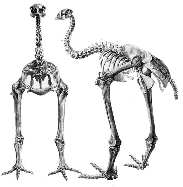 Anomalopteryx didiformis skeleton
