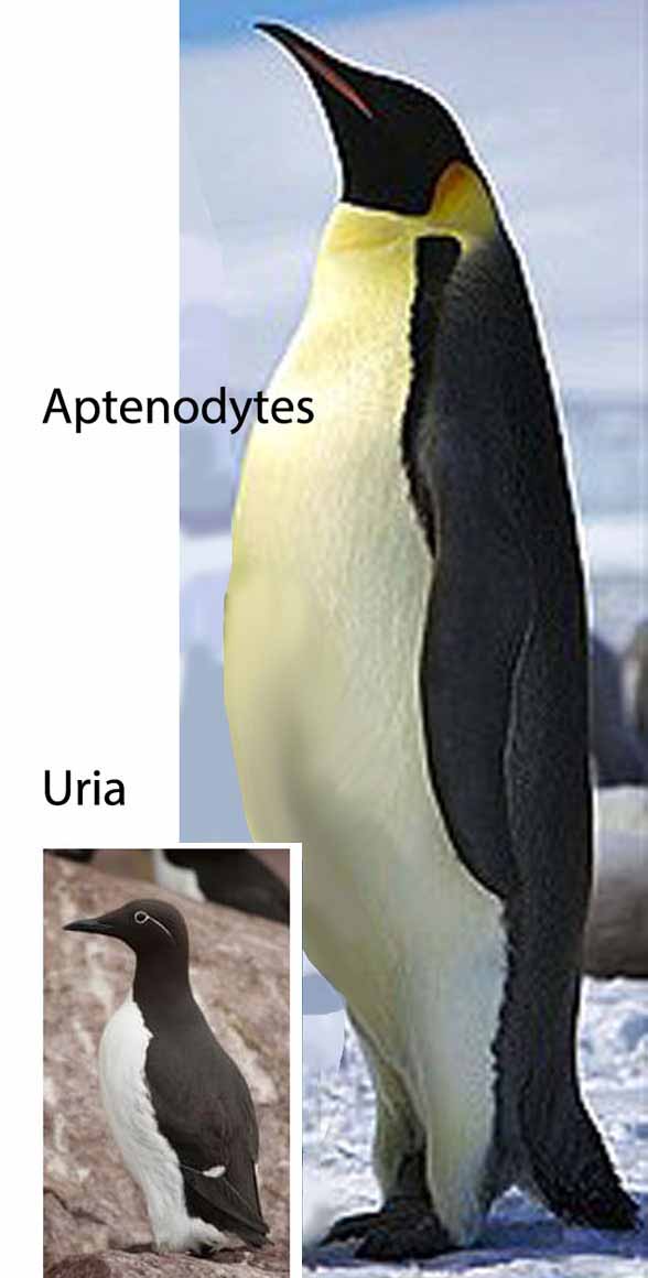 Aptenodytes and Uria in vivo to scale