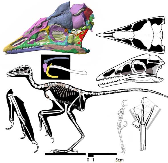 archaeopteryx bones