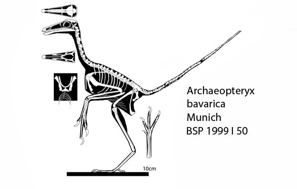 Archaeopteryx bavarica