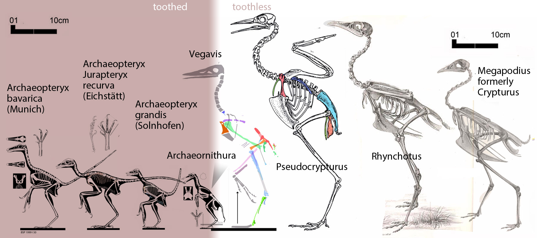 Origin of birds to scale