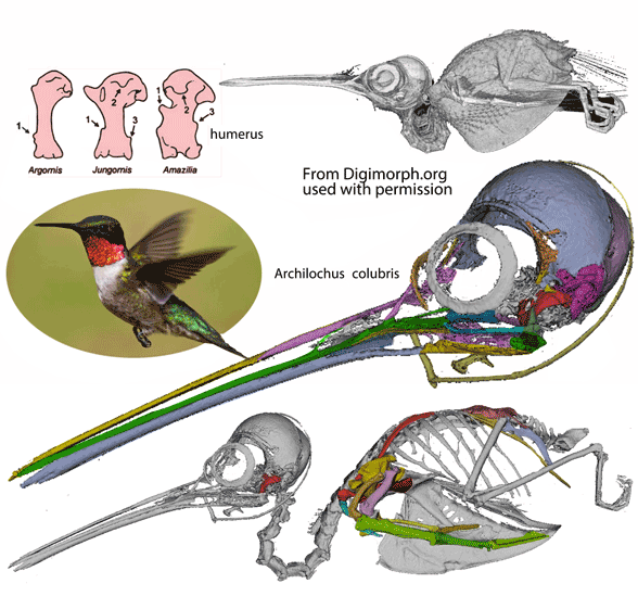 Archilochus hummingbird skeleton