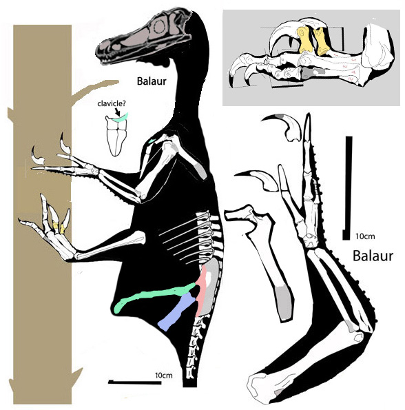 Bambiraptor Velociraptor Deinonychus And Balaur Bambiraptor Velociraptor Deinonychus And Balaur