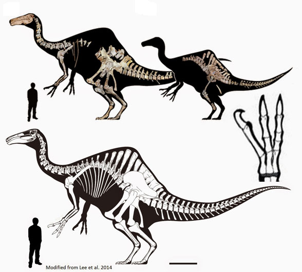Deinocheirus reconstructions