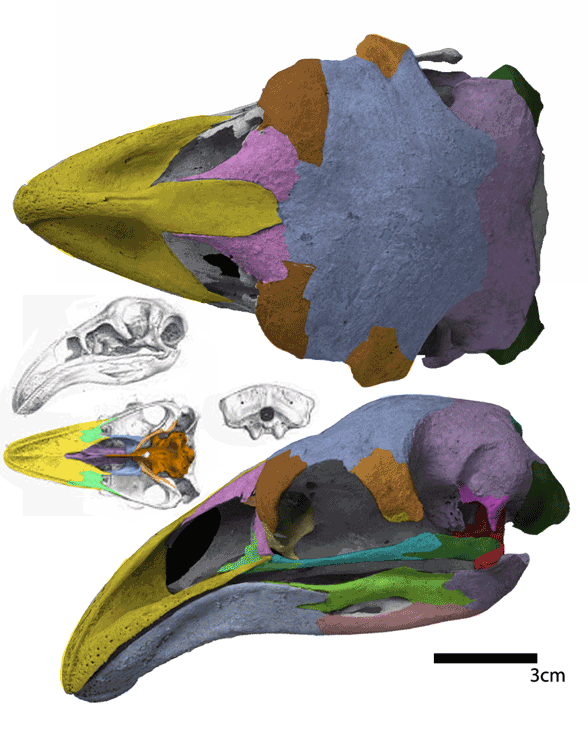 Dinornis skull 
