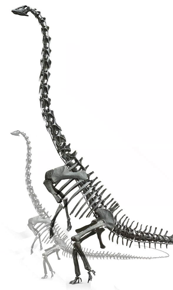 Diplodocus bipedal