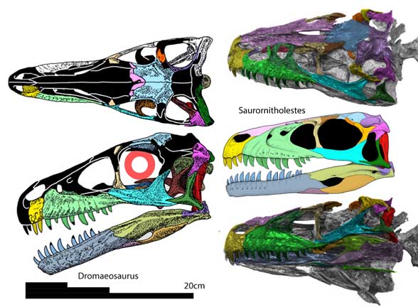 Dromaeosaurus skull compared to Saurornithoides