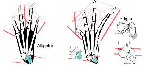 Effigia and Alligator ankle hinge compared
