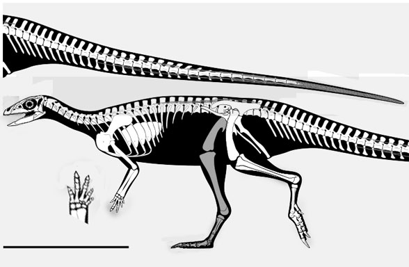 Fona skeleton