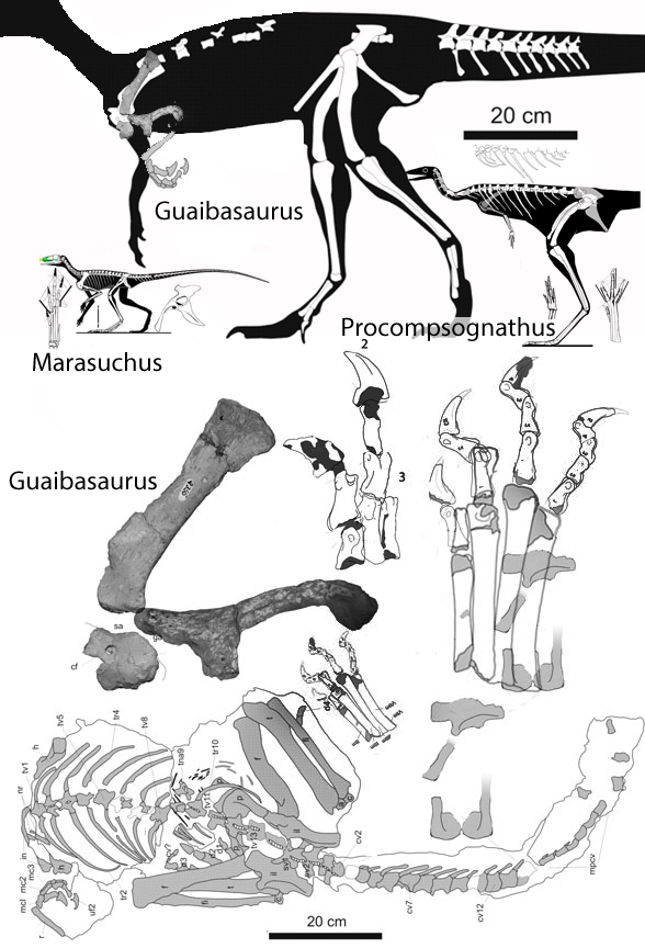 Guaibasaurus in situ
