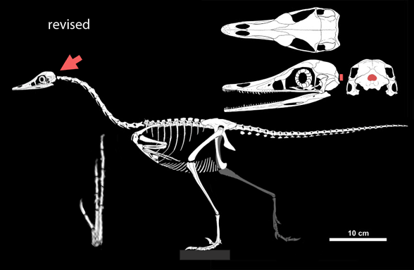 Halszkaraptor skeleton